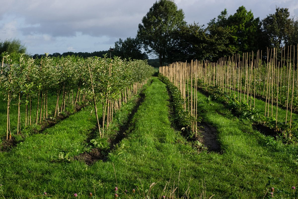 Een veld met fruit/planten op kwekerij De Vrolijke Noot.