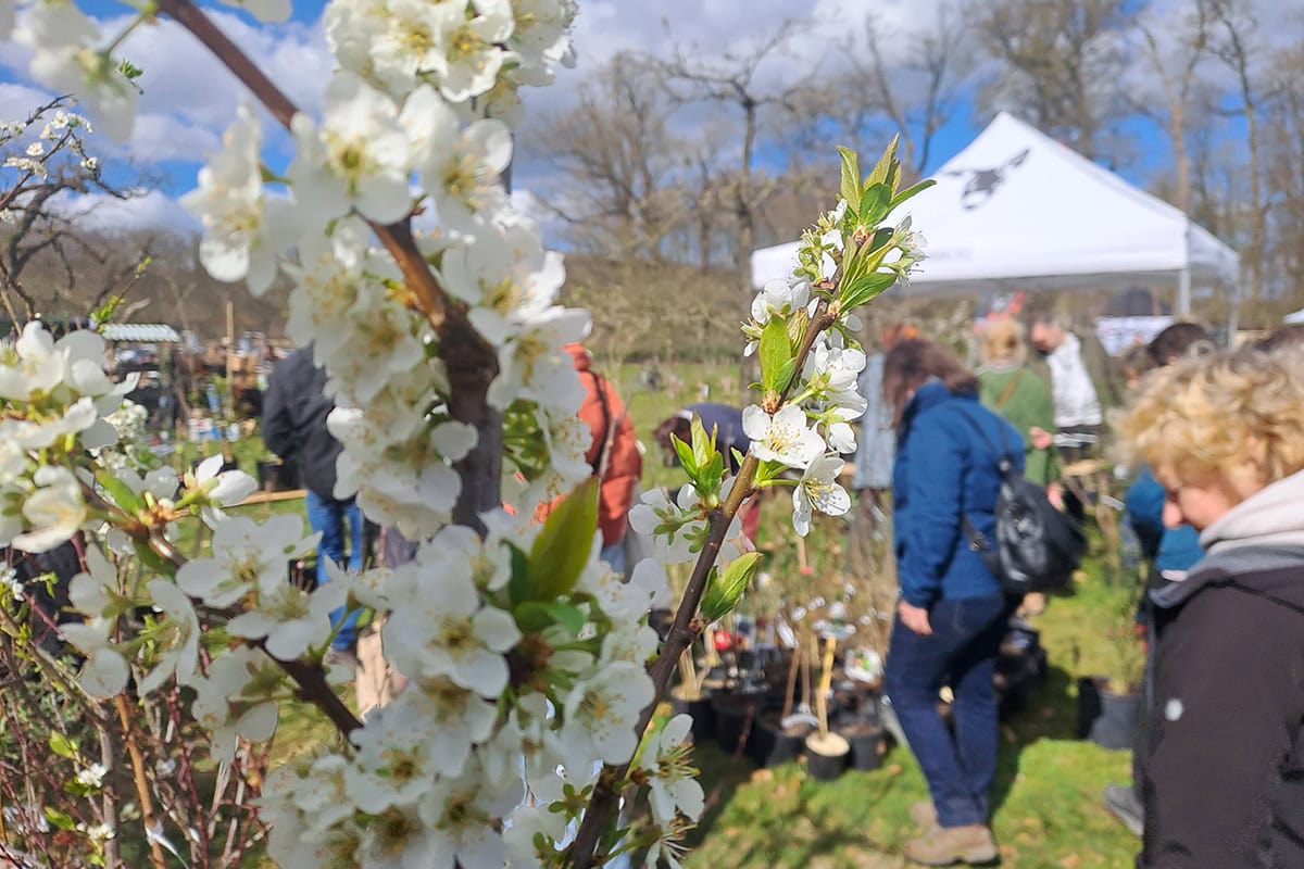 Bloesem van een fruitboom op een plantenmarkt.