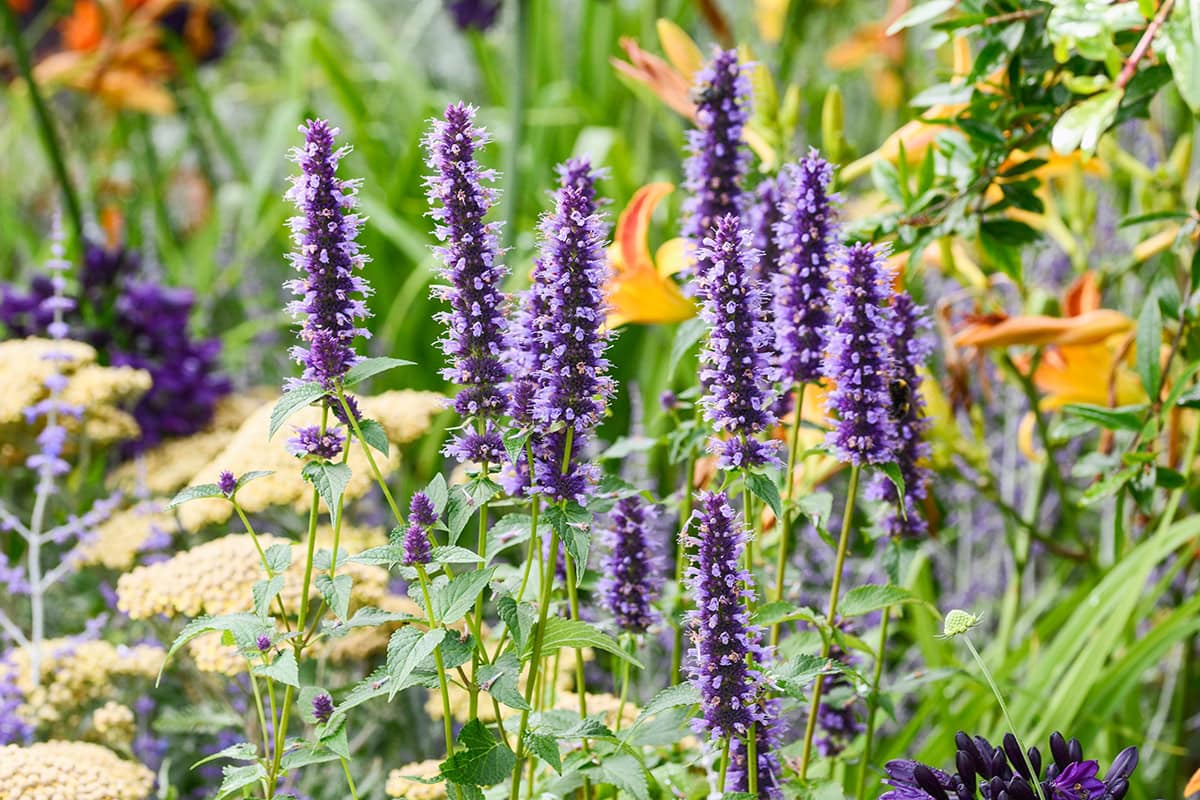 Blauw paarse bloemen op lange aren in een kleurrijke border.