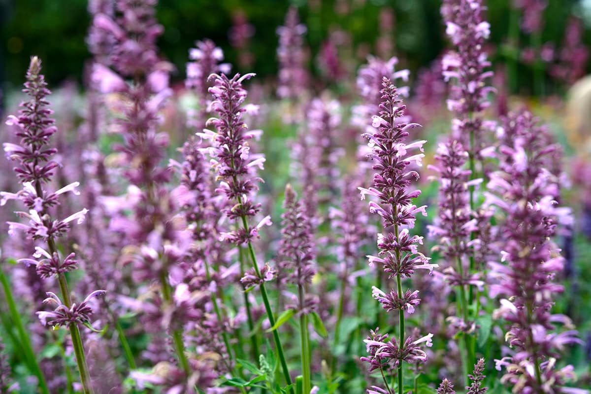 Roze bloemenaren bij elkaar staand.