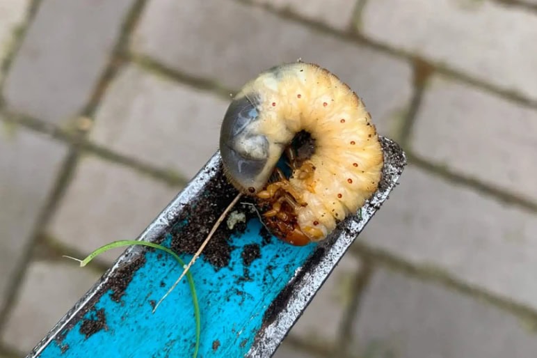 Witte larve op gereedschap