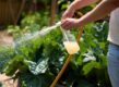 Man sproeit vloeistof over planten met waterspuit