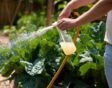 Man sproeit vloeistof over planten met waterspuit