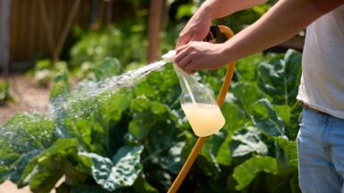 Man sproeit vloeistof over planten met waterspuit