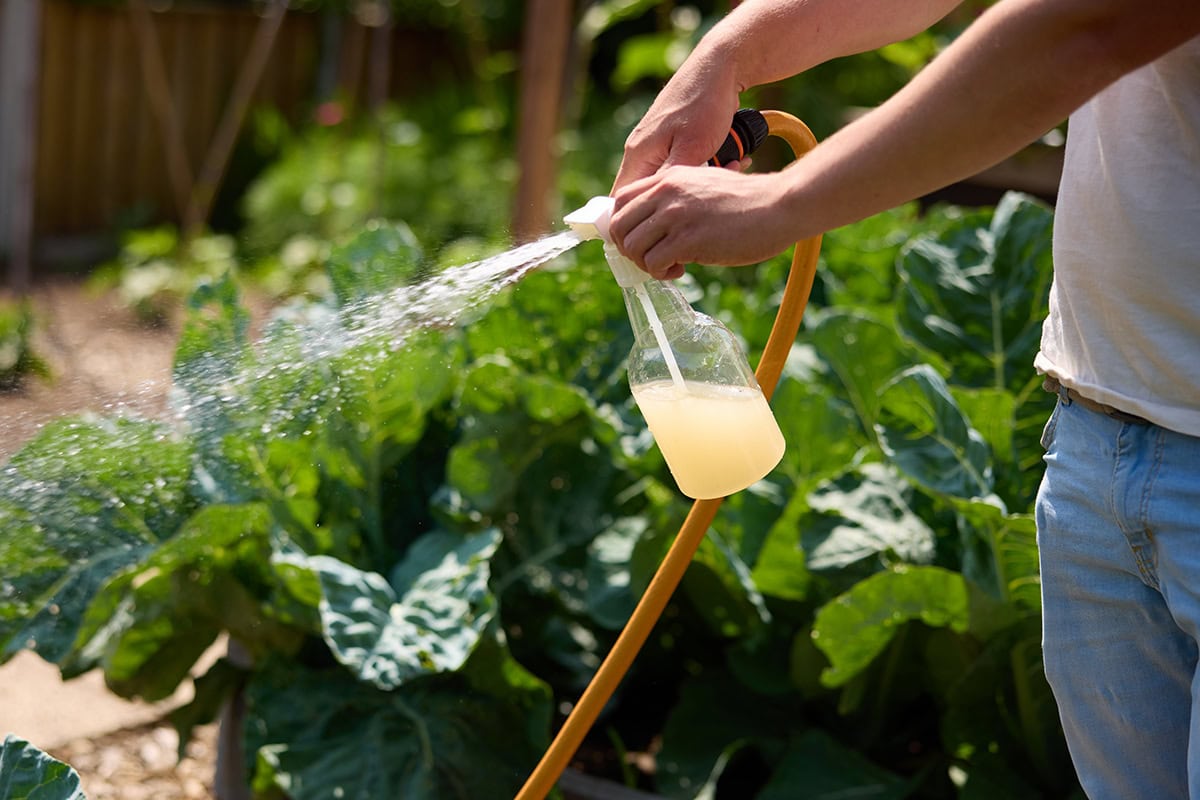 Man sproeit vloeistof over planten met waterspuit