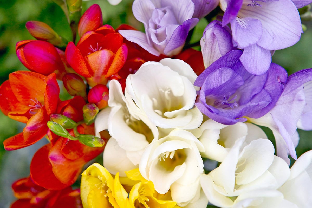 Een boeket van freesia's in kleuren als rood, wit, geel en paars.