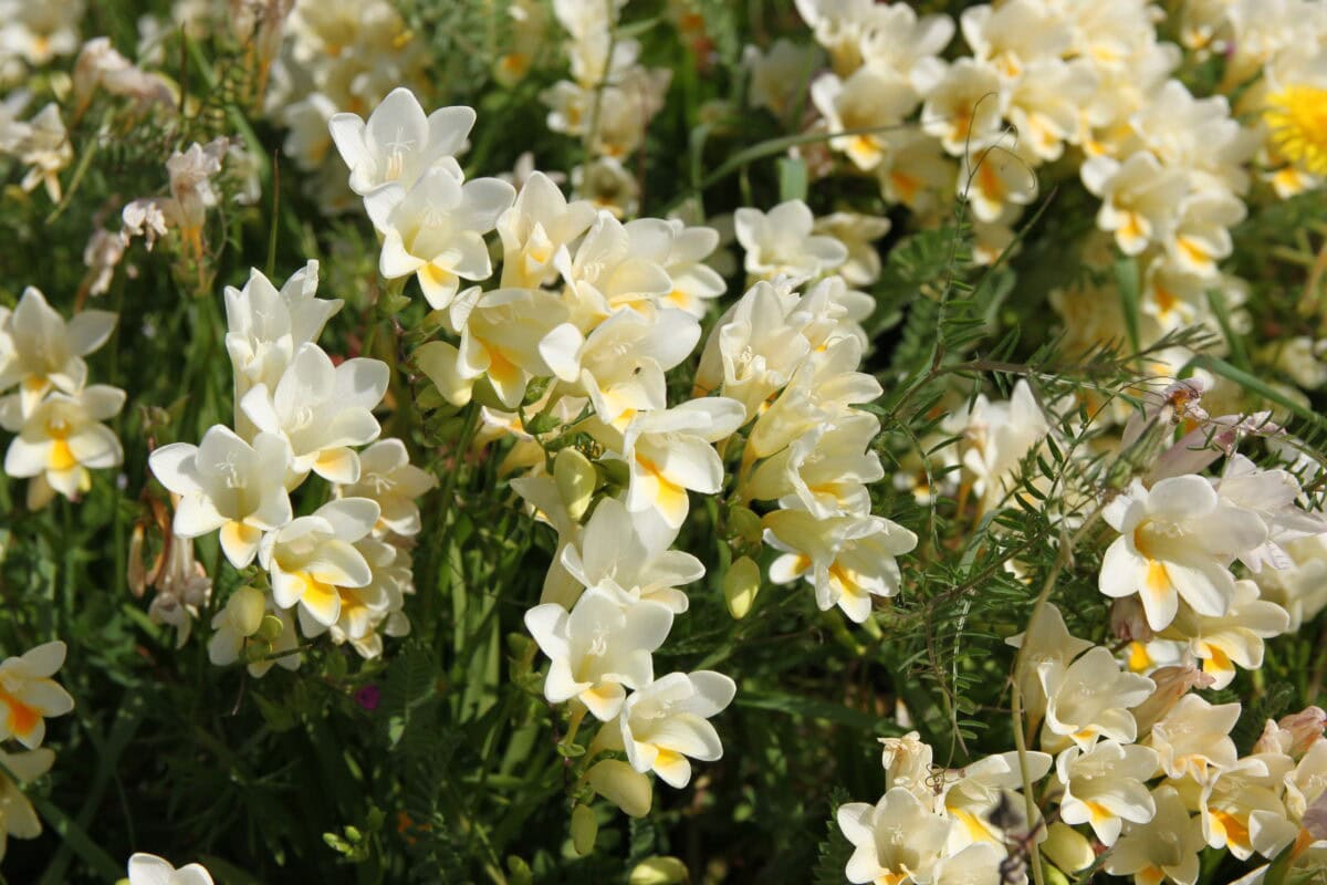 Witgele freesia's in het wild.