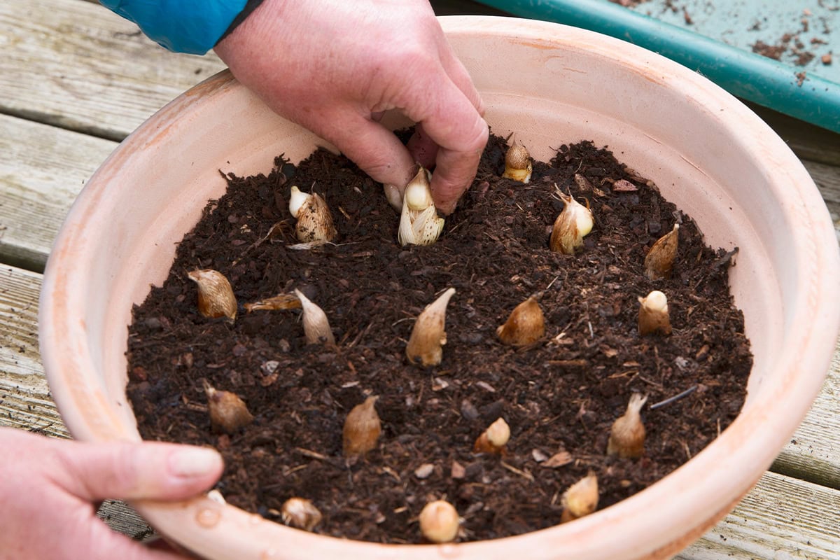 Een hand plant freesiaknollen in pot.