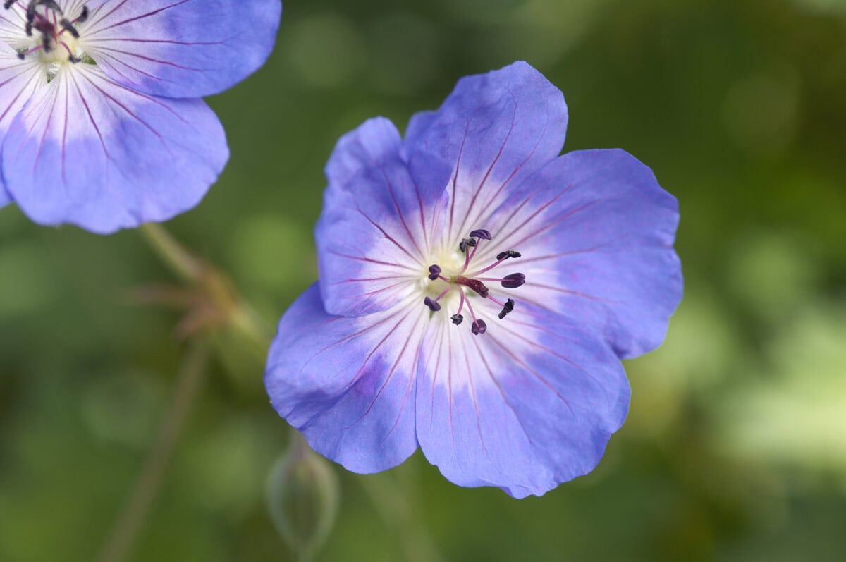 De diepblauwe bloemen van Geranium 'Rozanne'.