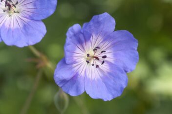 De diepblauwe bloemen van Geranium 'Rozanne'.