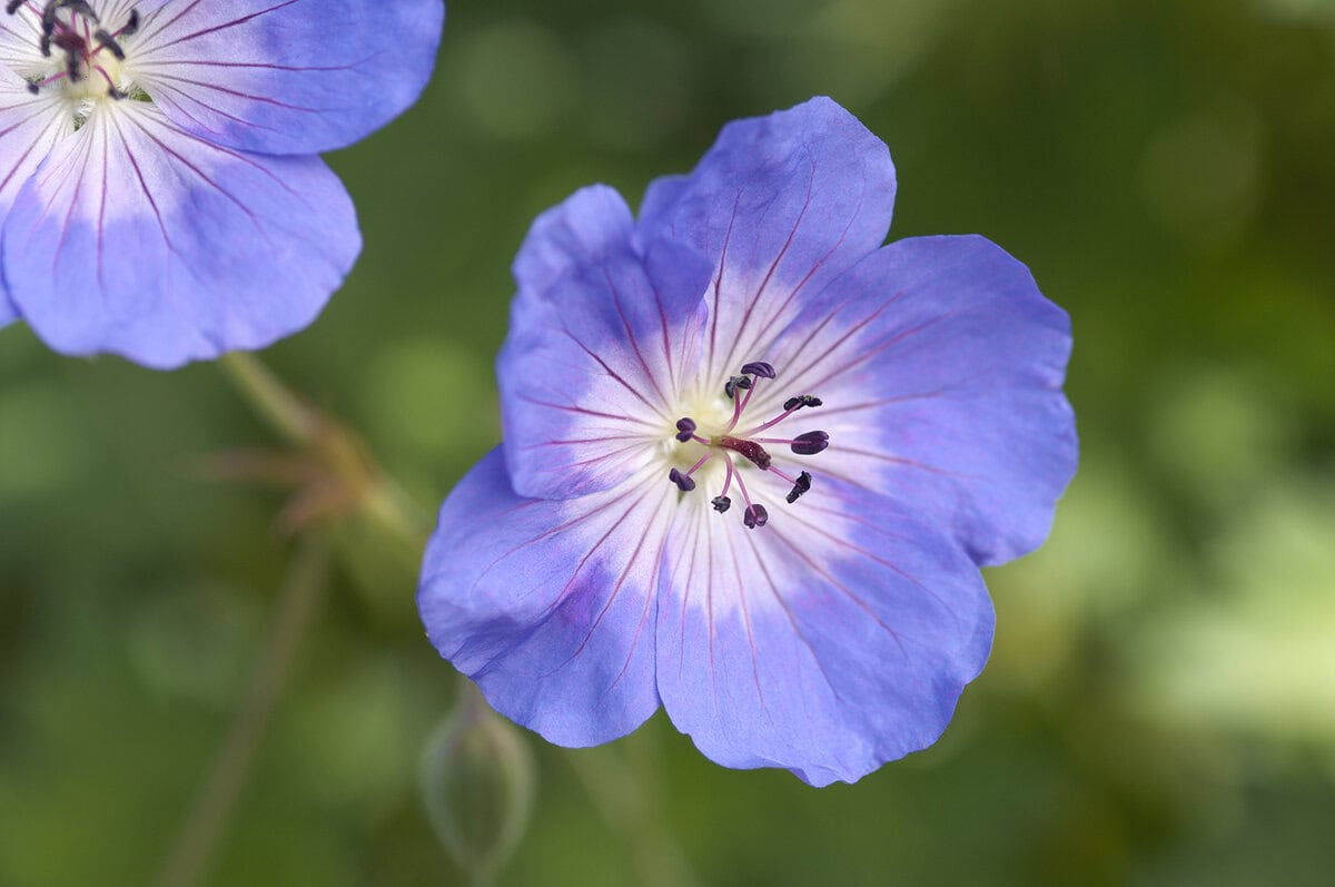 De diepblauwe bloemen van Geranium 'Rozanne'.