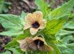Okergele bloem met bruin hart en bruine aders, met groene speervormige bladeren.