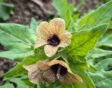 Okergele bloem met bruin hart en bruine aders, met groene speervormige bladeren.