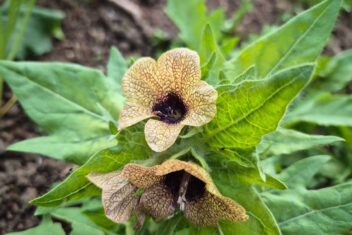 Okergele bloem met bruin hart en bruine aders, met groene speervormige bladeren.