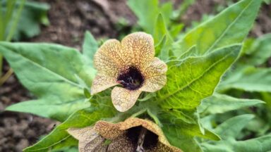 Okergele bloem met bruin hart en bruine aders, met groene speervormige bladeren.