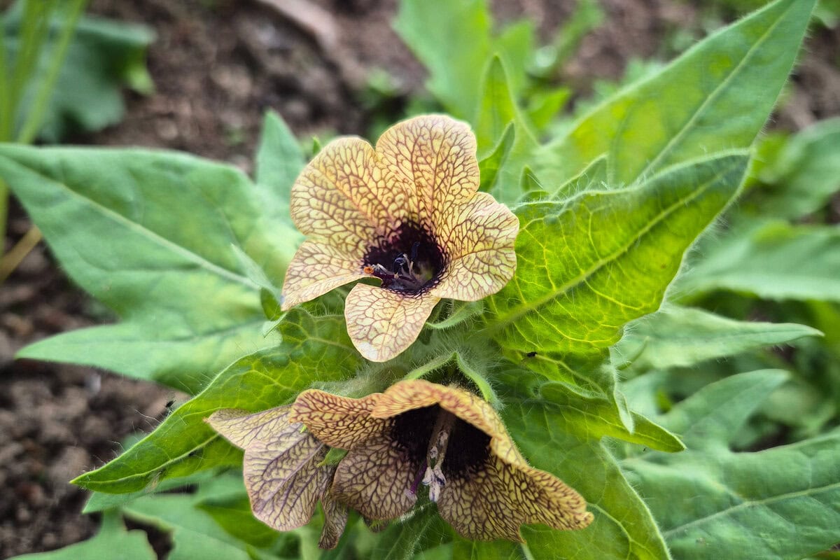 Okergele bloem met bruin hart en bruine aders, met groene speervormige bladeren.