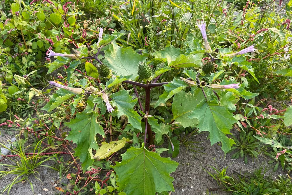 Plant met grote bladeren, paarse lange bloemen en stekelige vruchten