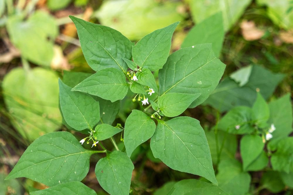 Groene plant met kleine witte bloempjes