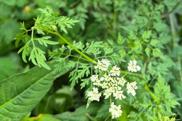 Plant met veerdelige blaadjes en witte schermbloemen