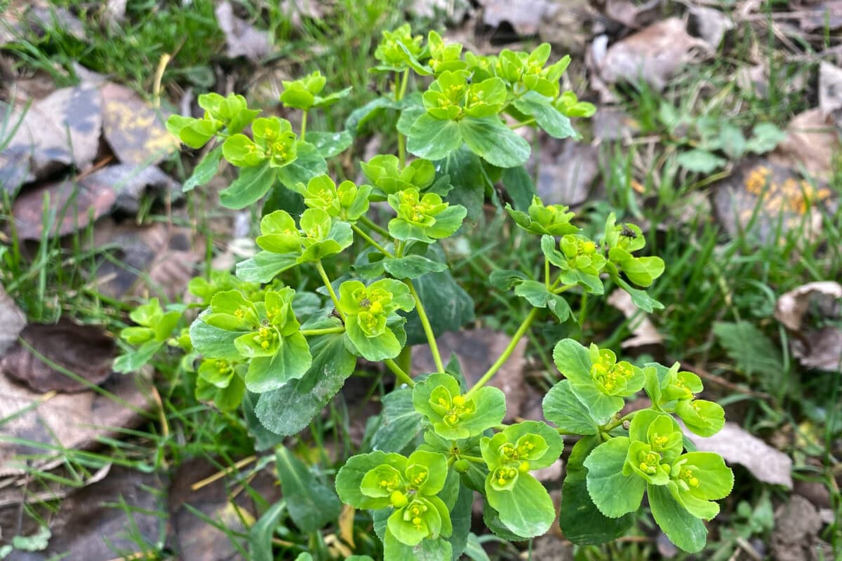 Plant met ronde groenige en gele blaadjes in gras