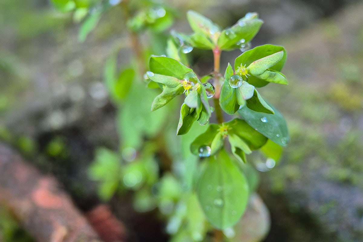 Plantje met groene bladeren en lichtbruine stengel