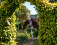 Ladder staat in tuin bij boom en zie je door heg heen