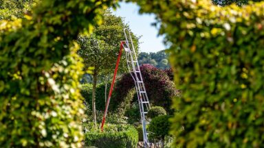 Ladder staat in tuin bij boom en zie je door heg heen