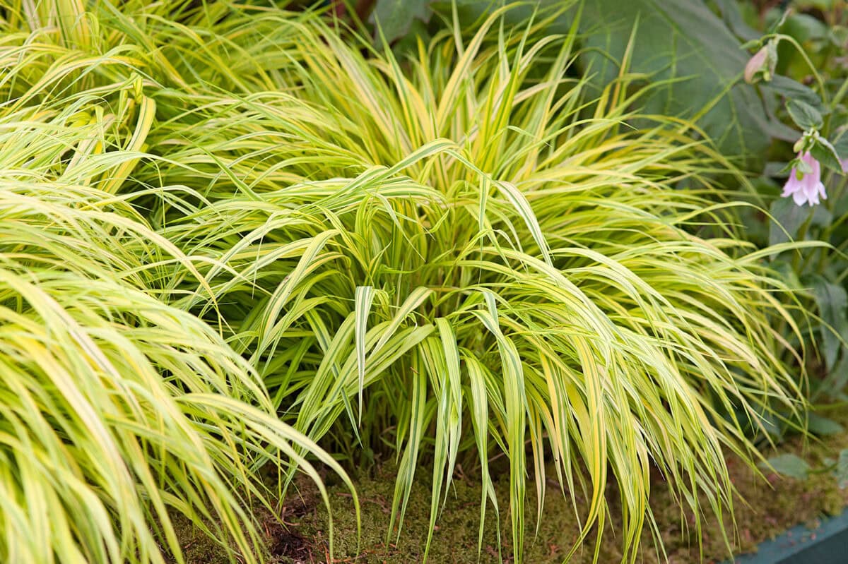 Geel-groen sprieterig gras in een border: Japans berggras.
