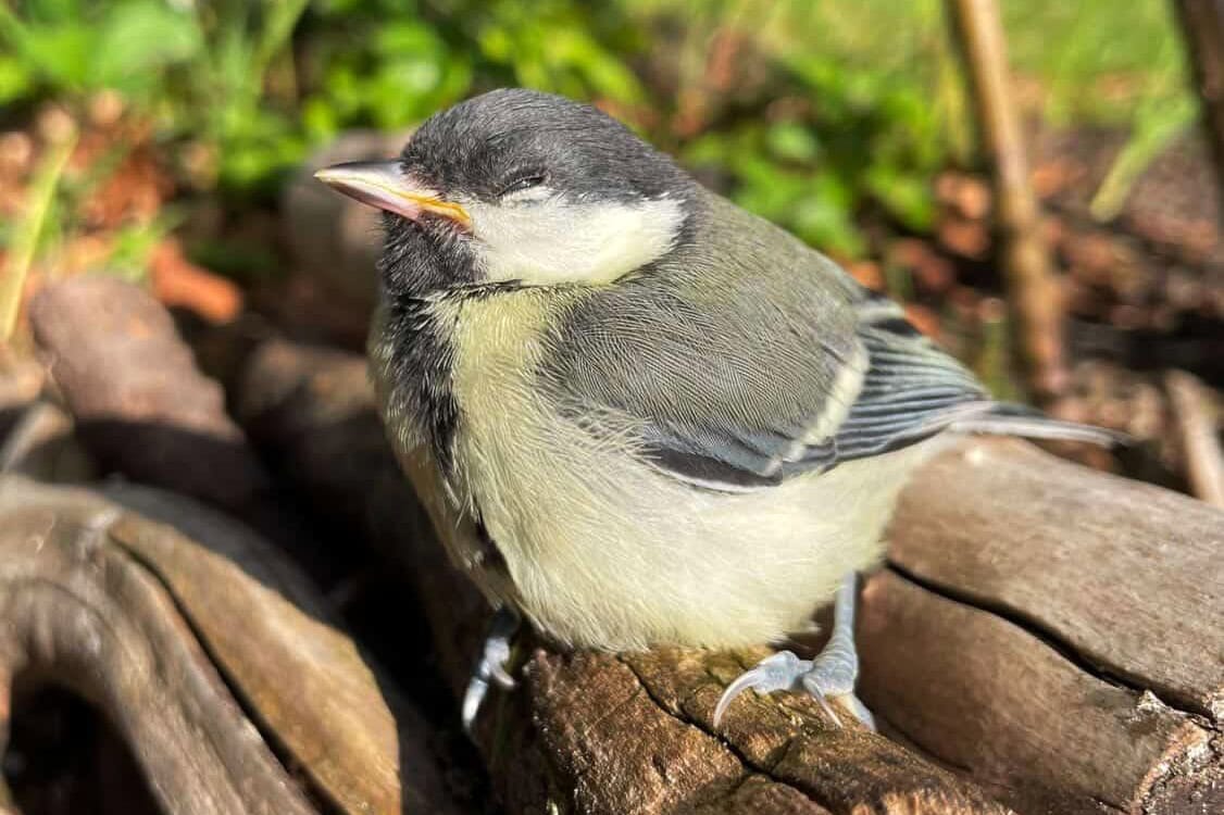 Jong vogeltje (koolmees) zit op boomstammen in de tuin.