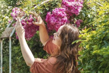 Anne bindt felroze klimrozen aan een rozenboog.