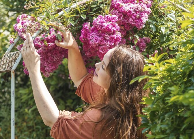 Anne bindt felroze klimrozen aan een rozenboog.