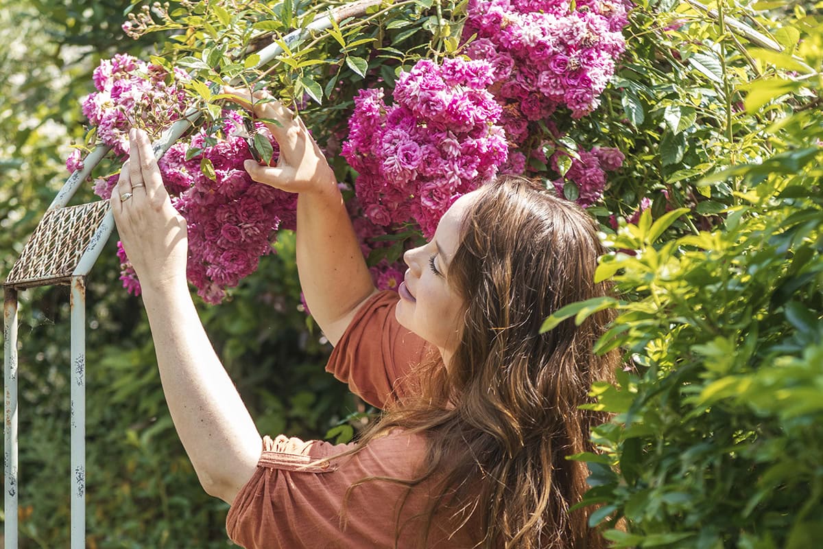 Anne bindt felroze klimrozen aan een rozenboog.