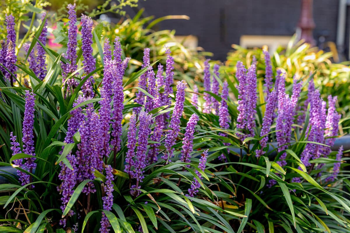 De paarse bloemen van leliegras, als bodembedekker in de tuin.