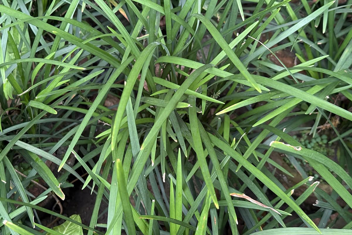 Het groene blad van leliegras.