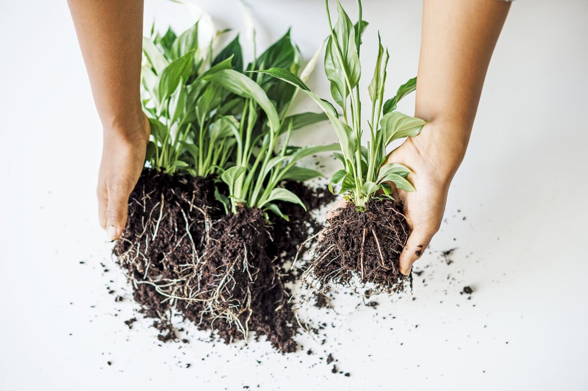 Twee handen delen een lepelplant op in kleinere planten.