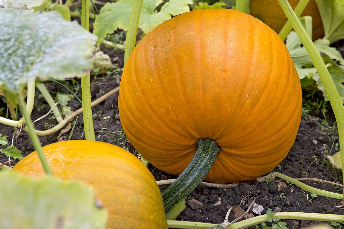 Pompoen met een stengel aan de plant.