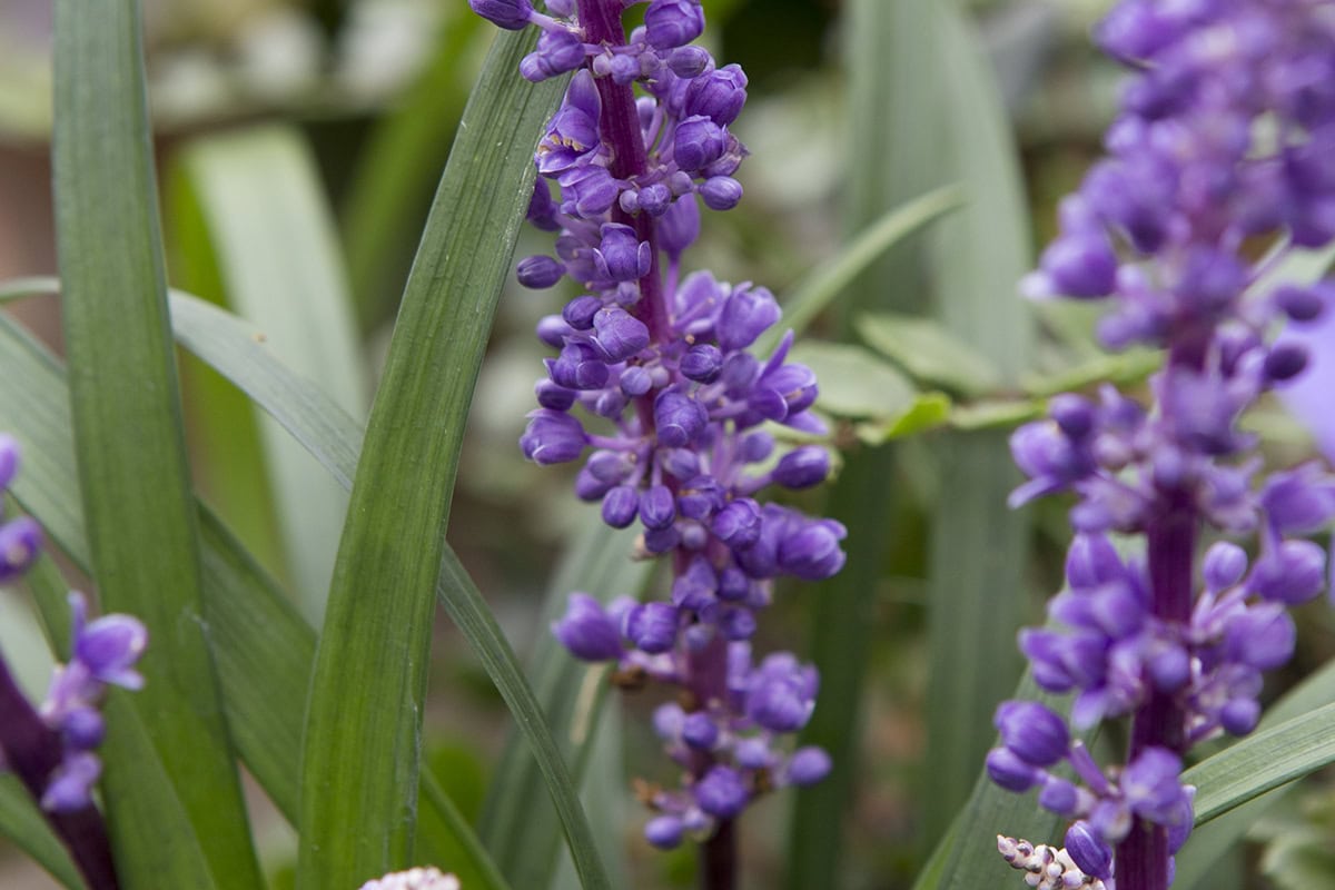 Close-up van paarse bloemen van leliegras met groen blad.