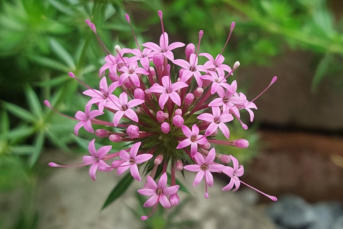 Close-up van een roze bloem: Phuopsis stylosa