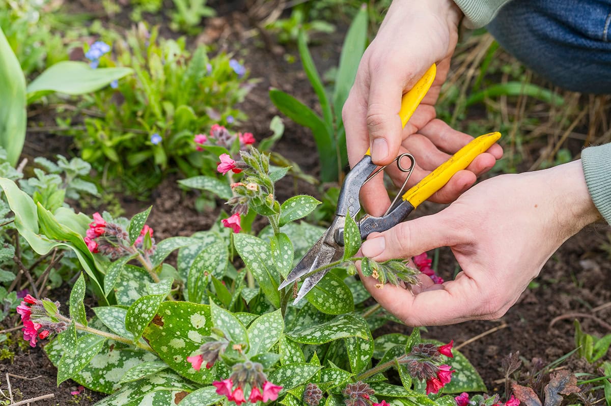 Oude bloemen worden afgeknipt bij gevlekt longkruid cultivar