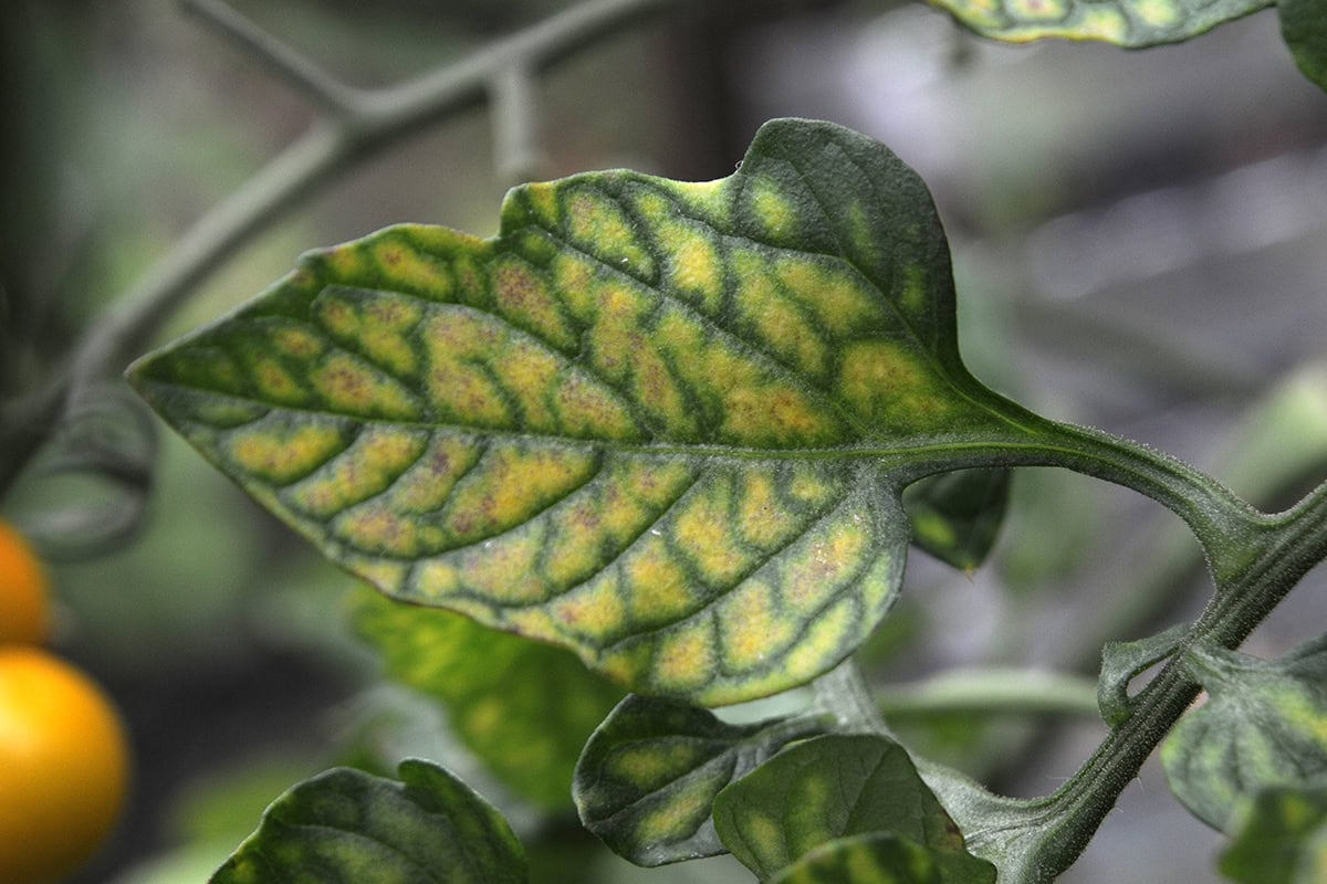 Blad van de tomatenplant met gele verkleuring en groene nerven.