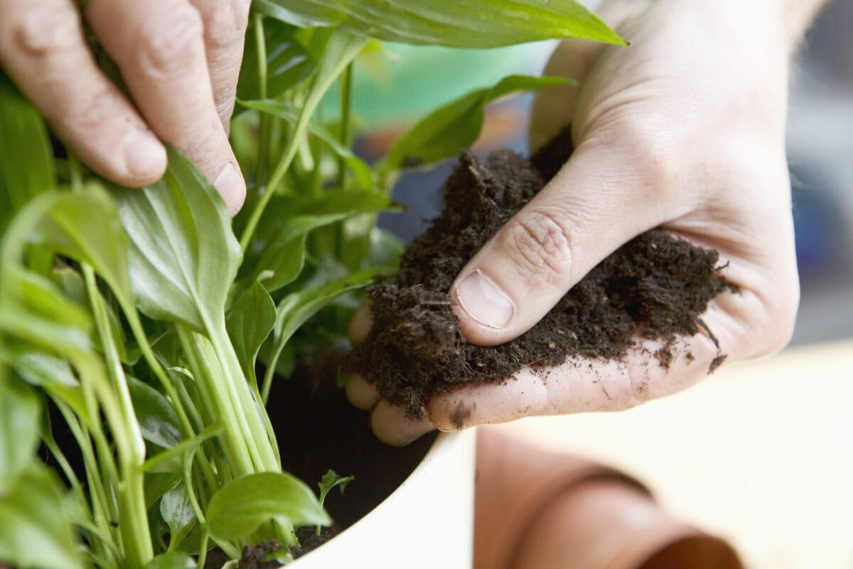 Een hand doet potgrond bij lepelplant in pot.