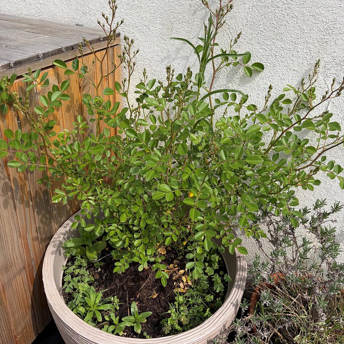 Een pot met een rozenplant: Magna frisia.