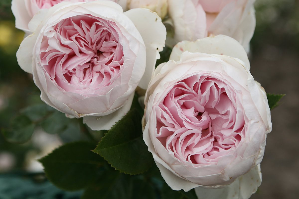 Roze-witte rozen 'Herzogin Christiana'