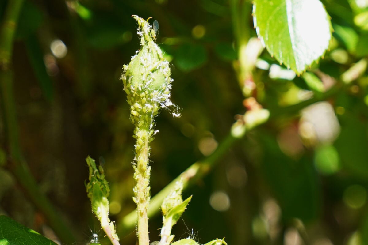 Groene beestjes op bloemknop van rozenstruik