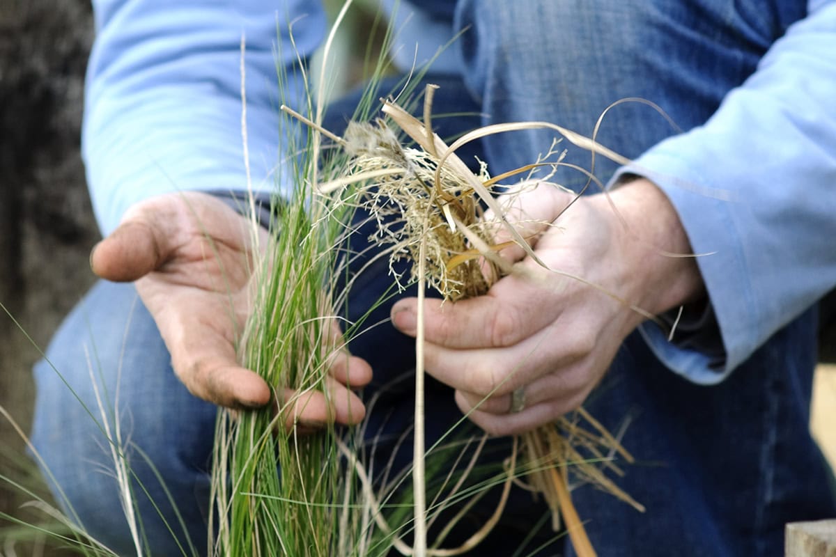 Iemand kamt met zijn vingers dood gras uit groen gras.