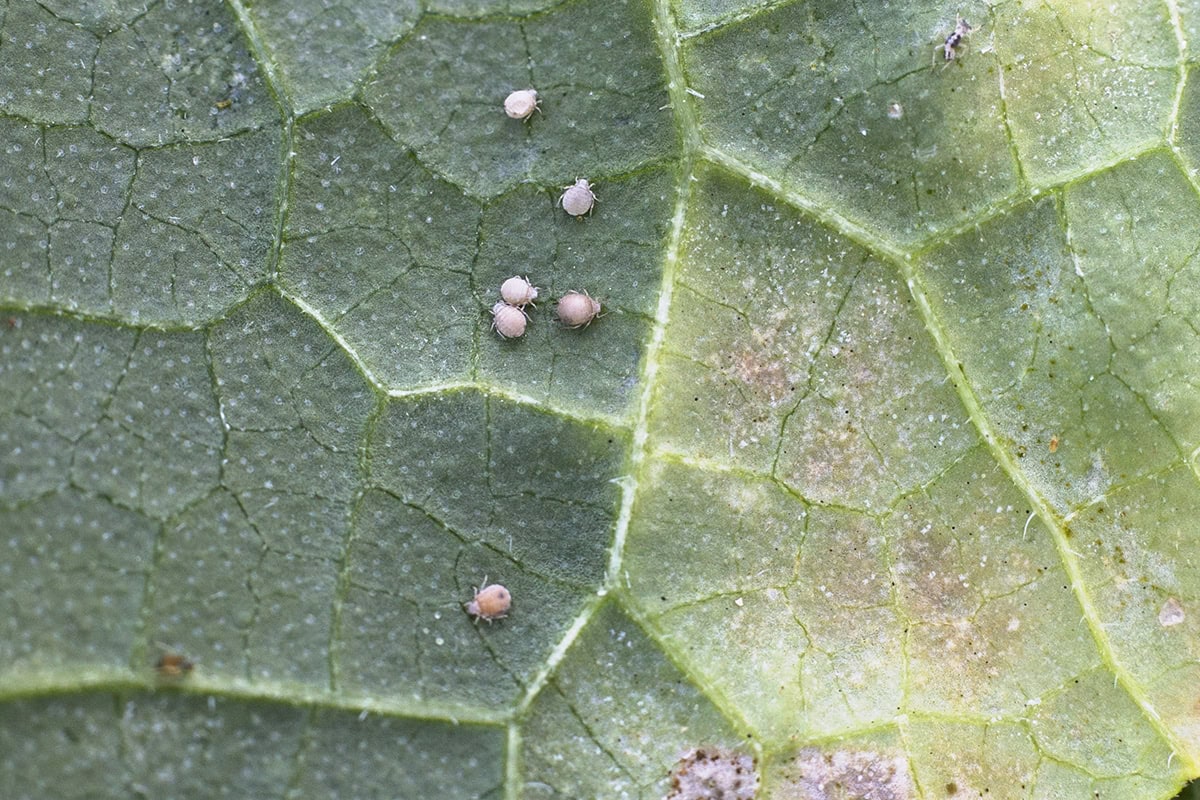 Spintmijt op de achterkant van het blad van een aubergine.