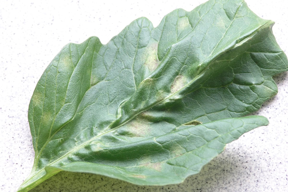 Blad van tomaat met geel-groene vlekken op de bovenkant.