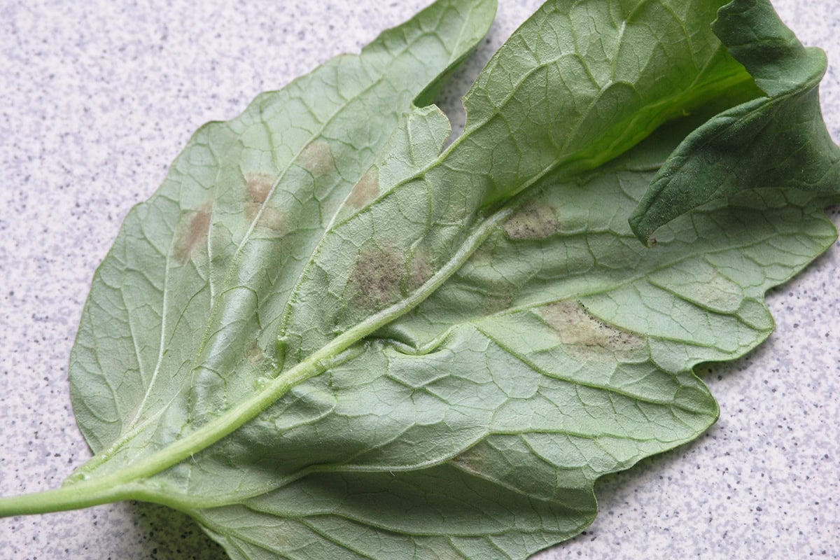 Vlekken op de onderkant van een blad van de tomatenplant.