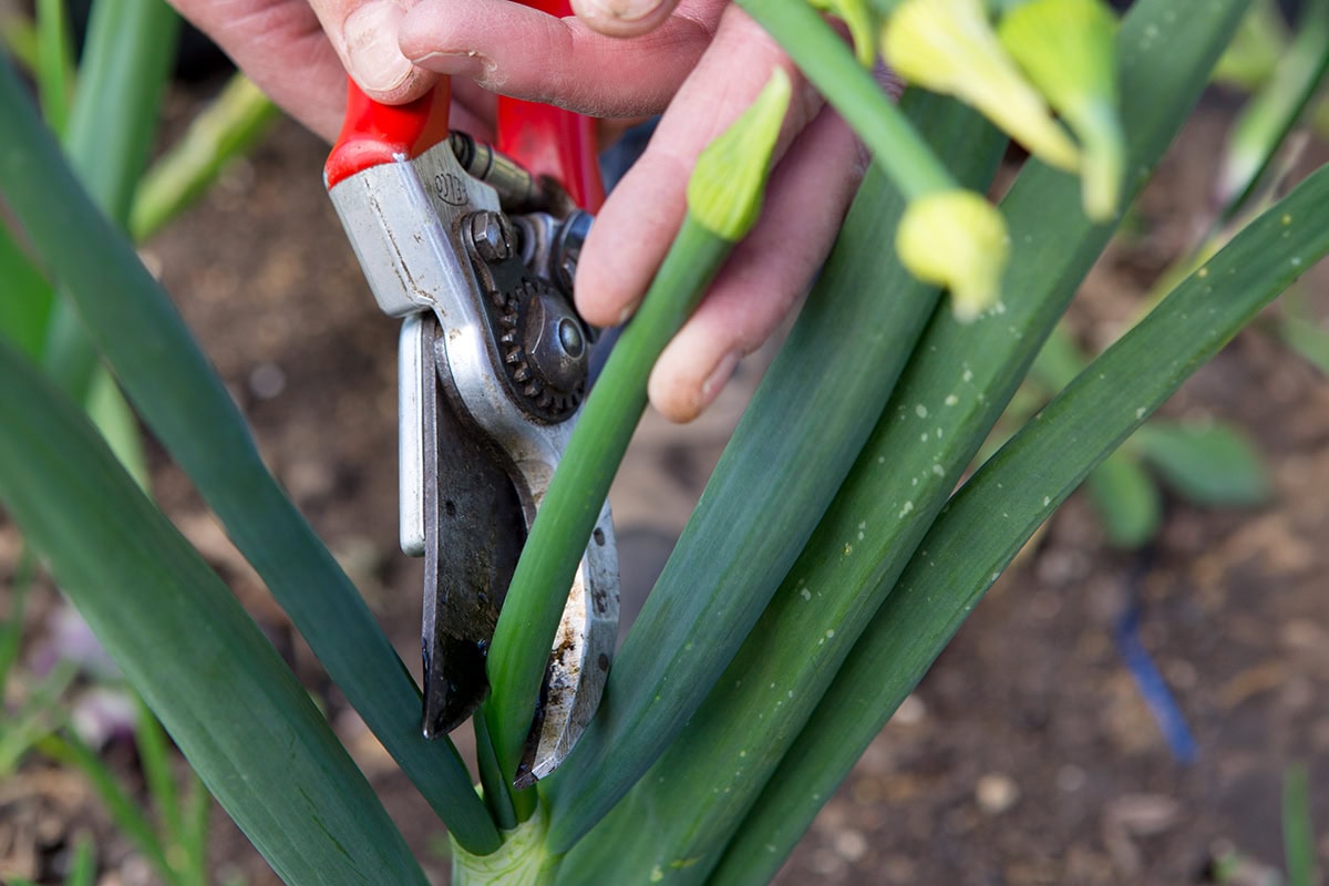 Schaar knipt stengel van ui waar bloem aan zit