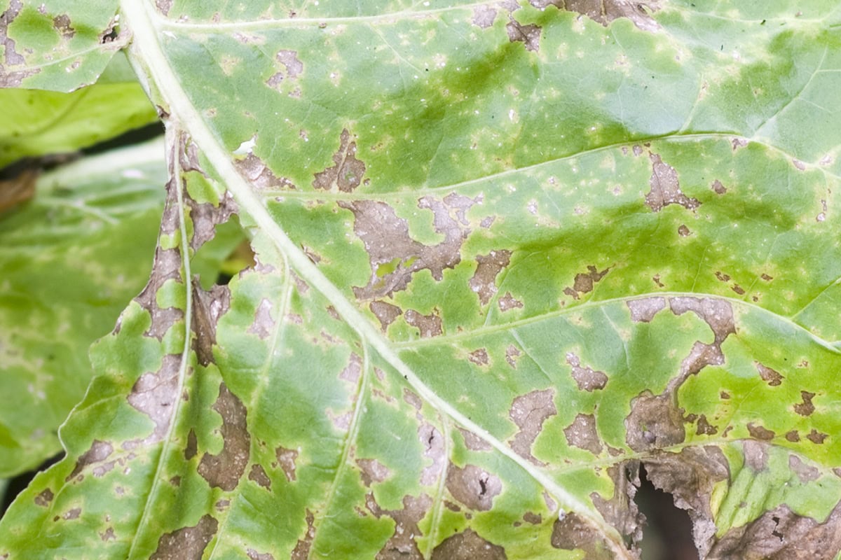 Bruine en gele vlekken op een blad